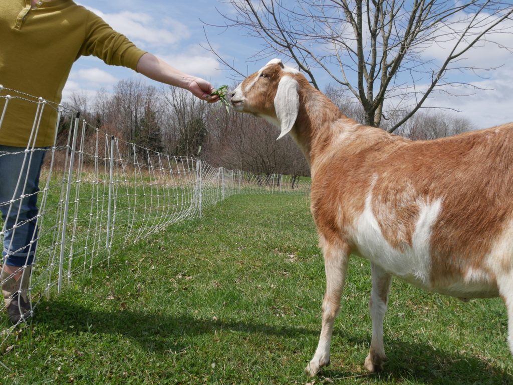 How to Train and Socialize Your Goat: A Complete Guide for Happy, Well-Behaved Herds